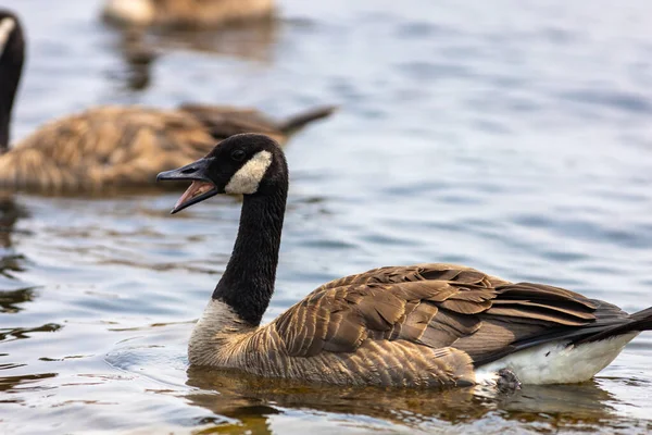 Ganso Canadá Branta Canadensis Está Tocando Bocina Con Pico Abierto — Foto de Stock