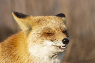 Rusya 'nın Vladivostok adasındaki Cape Tobizin' de sonbahar otlarının arasında bir tilki..