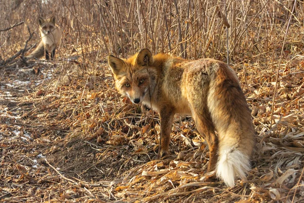 Der Aggressive Fuchs Sieht Bedrohlich Aus Und Bereitet Sich Auf — Stockfoto