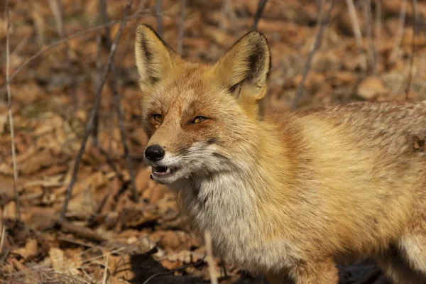 Aggressive Fox Looks Threatening Prepares Attack — Stock Photo, Image