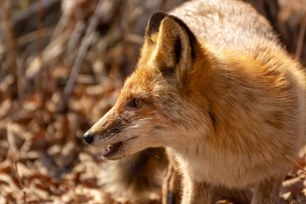 Vulpea Agresivă Pare Ameninţătoare Pregăteşte Atace — Fotografie, imagine de stoc