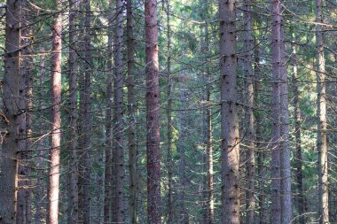 Rusya 'nın kuzeybatısında uzun, düz, yosun kaplı çamlardan oluşan sık bir orman..