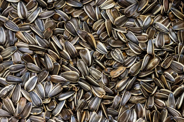 Many sunflower seeds with black and white skin.