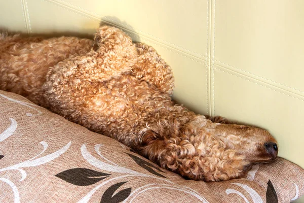 Curly hairy poodle sleeps lying on its back on a pillow.
