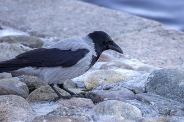 Şehirde kapüşonlu karga (Corvus cornix).