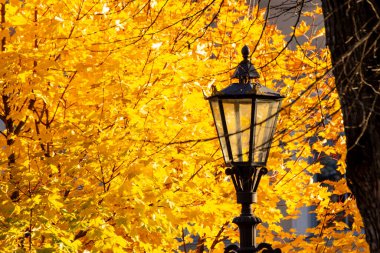 Gaz lambaları, St. Petersburg 'daki Alexander Garden' da sarı sonbahar yapraklarının arka planına karşı..