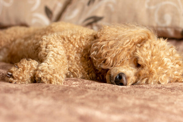 Fluffy apricot poodle sleeping on the bed.