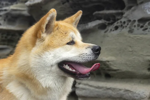 Akita Inu Shiba Cão Inu Verão Livre — Fotografia de Stock