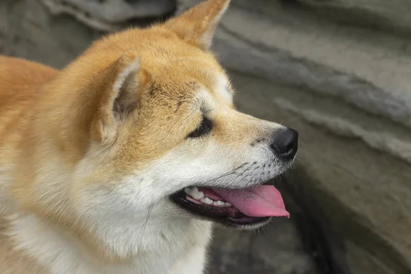 秋田犬 芝犬夏のアウトドア — ストック写真