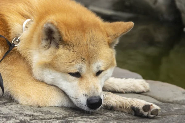 Yazın Açık Havada Akita Inu Shiba Inu Köpeği — Stok fotoğraf