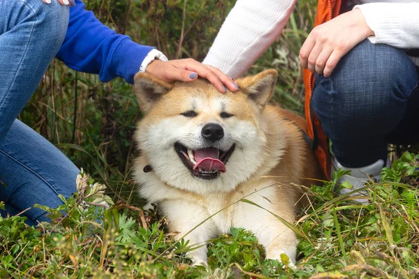 Akita Inu Shiba Cão Inu Verão Livre Fotografias De Stock Royalty-Free