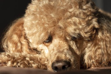 Kıvırcık, kahverengi bir kaniş, parlak güneş tarafından aydınlatılıyor, koyu bir arka planda..