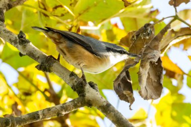 Nuthatch (Sitta europaea) bir ağaç dalında oturur.