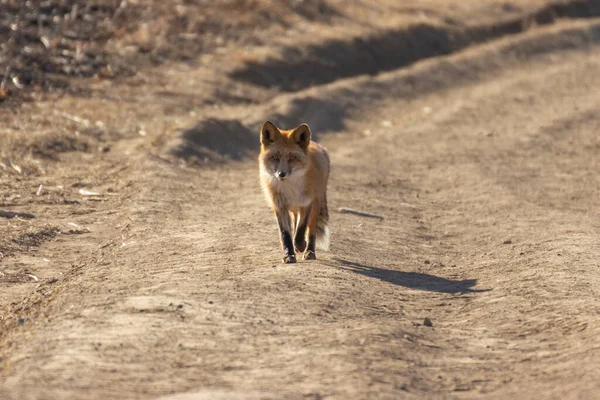 Der Fuchs Läuft Auf Einem Leeren Feldweg — Stockfoto