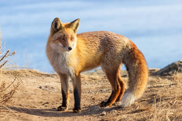 Ritratto Fox Nel Paesaggio Autunnale — Foto Stock