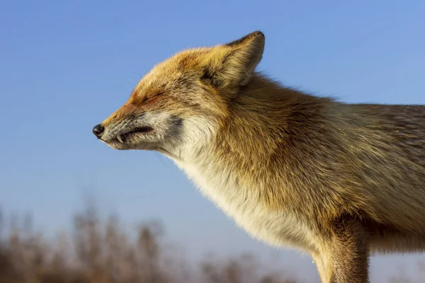 Ritratto Fox Nel Paesaggio Autunnale — Foto Stock