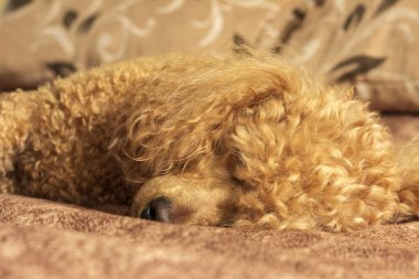 Yumuşak kayısı kanişi yatakta uyuyor..