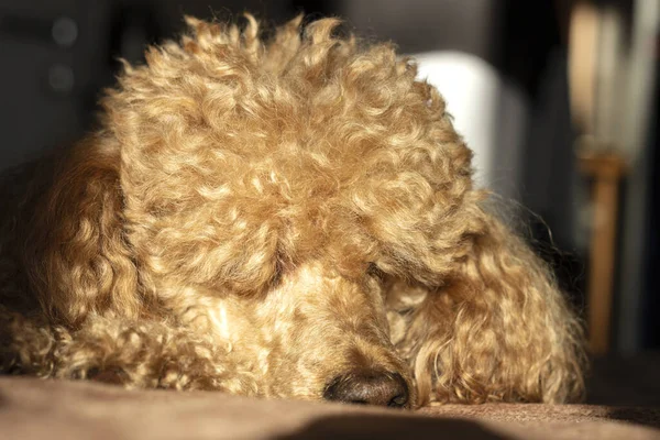 Caniche Peludo Esponjoso Duerme Una Cama Sobre Una Almohada — Foto de Stock