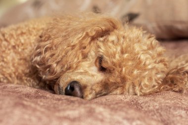 Yumuşak kayısı kanişi yatakta uyuyor..
