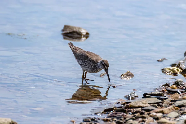 Siberische Asstrandloper Tringa Brevipes Zoekt Naar Prooi Aan Ondiepe Kust — Stockfoto