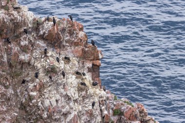 Japonya Denizi 'ndeki Vladivostok civarındaki Shkota adasının kayalıklarında kuş kolonisi (yuva yapan karabataklar ve martılar).