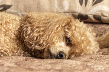 Kürklü tüylü bir kaniş yastıkta bir yatakta uyur..