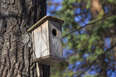 Baharda St. Petersburg 'daki Elagin Adası' ndaki bir parkta ağaçta kuş evi.. 