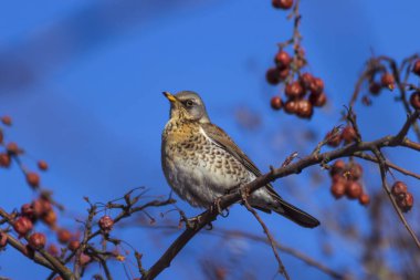 Dağın kül ardıcı (Turdus pilaris, fieldfare) böğürtlenlerle kaplı bir kürek dalında oturur..