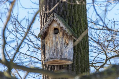Baharda St. Petersburg 'daki Elagin Adası' ndaki bir parkta ağaçta kuş evi.. 