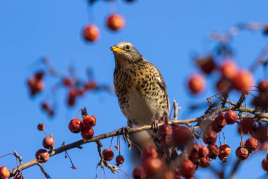 Dağın kül ardıcı (Turdus pilaris, fieldfare) böğürtlenlerle kaplı bir kürek dalında oturur..