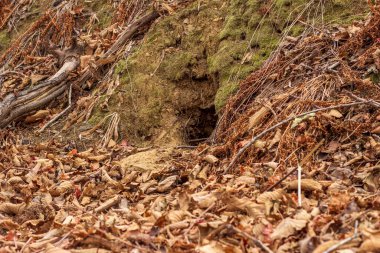 Sonbahar ormanında, kurumuş yapraklarla kaplı bir tilki deliği. Hayvanın doğal yaşam alanı..