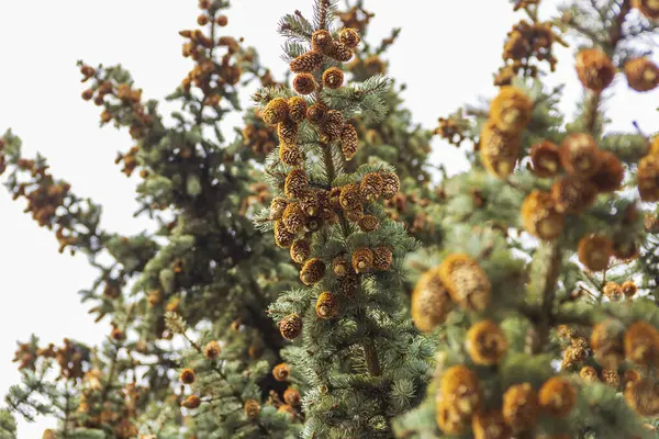 Ramos Abeto Cobertos Cones Paisagem Floresta Conífera Russa — Fotografia de Stock