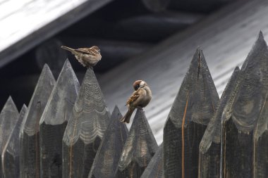 Bir Rus köyünde ahşap bir ahşap evin etrafında koruyucu bir çit. Geleneksel Rus kulübeleri..