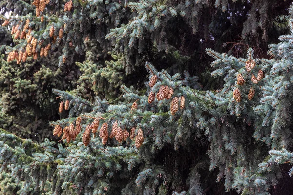 Ramos Abeto Cobertos Cones Paisagem Floresta Conífera Russa — Fotografia de Stock