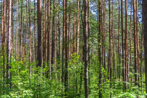 Dennenbomen Een Bos Noord Rusland Een Zonnige Zomerdag Naaldbossen Middelste — Stockfoto