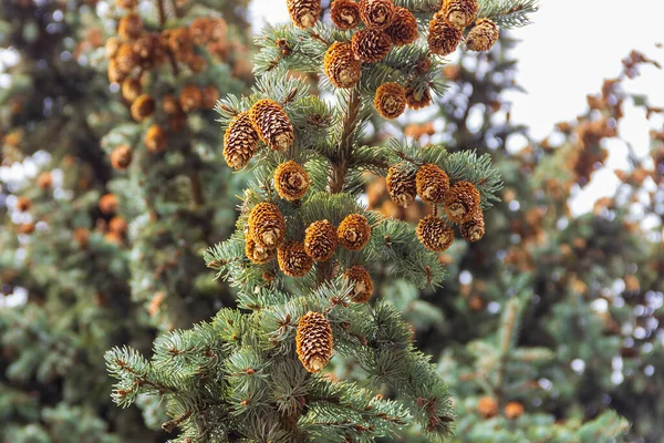 Fir Grenar Täckta Med Kottar Landskap Den Ryska Barrskogen — Stockfoto