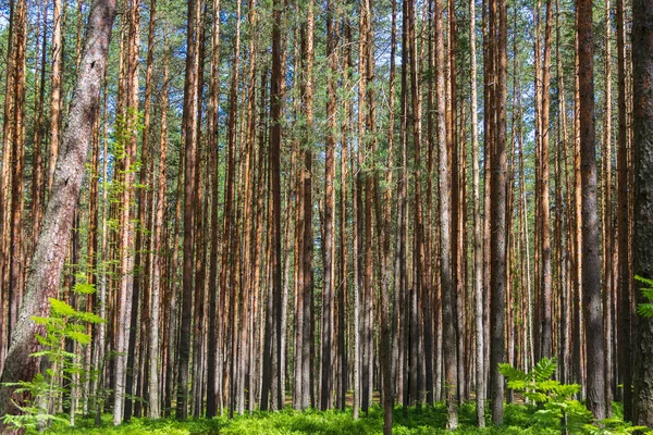 Pine Trees Forest Northern Russia Sunny Summer Day Coniferous Forests — Stock Photo, Image