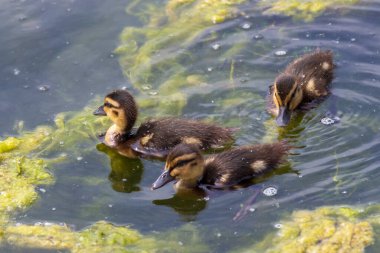 Yaban ördekleri (Anas platyrhynchos) gölde yüzmeyi öğrenir..