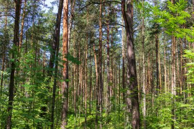 Rusya 'nın kuzeyinde güneşli bir yaz gününde çam ağaçları. Orta enlemdeki kozalaklı ormanlar. Düz ağaç gövdeleri.
