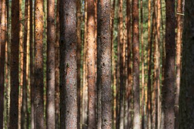 Rusya 'nın kuzeyinde güneşli bir yaz gününde çam ağaçları. Orta enlemdeki kozalaklı ormanlar. Düz ağaç gövdeleri.
