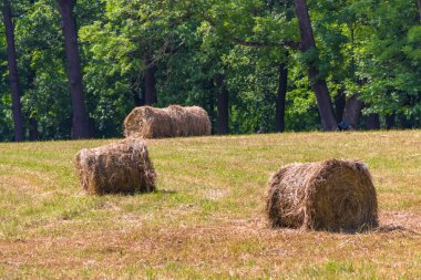 Bir açıklıkta biçilmiş saman yığınları. Yaz köyü manzarası.