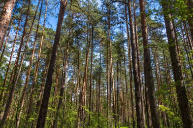 Rusya 'nın kuzeyinde güneşli bir yaz gününde çam ağaçları. Orta enlemdeki kozalaklı ormanlar. Düz ağaç gövdeleri.