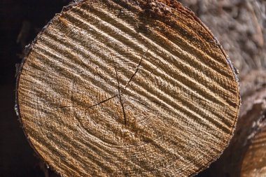 Testere çam kütüklerinin uçları yakın plan. Rusya 'da bir ağaç gövdesinde istiflenmiş ağaç gövdeleri.