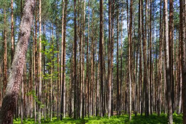 Rusya 'nın kuzeyinde güneşli bir yaz gününde çam ağaçları. Orta enlemdeki kozalaklı ormanlar. Düz ağaç gövdeleri.
