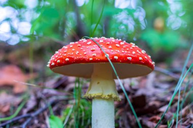 Sonbahar ormanındaki çimlerin üzerinde kızıl sinek (Amanita muscaria). Ormanda büyüyen zehirli bir mantar..