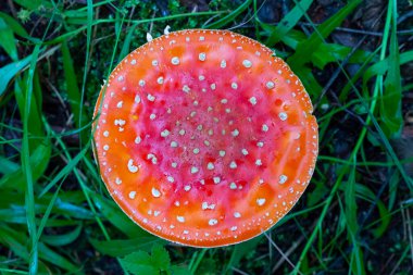 Sonbahar ormanındaki çimlerin üzerinde kızıl sinek (Amanita muscaria). Ormanda büyüyen zehirli bir mantar..
