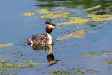 Chomga, ya da bir yaz gününde büyük bir grebe (Podiceps kristali). Gölde yüzen bir kuş..