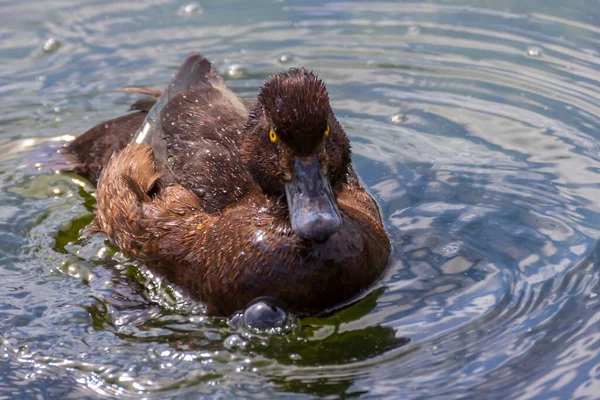 Gros Plan Noir Crête Aythya Fuligula Canard Nageant Dans Lac — Photo