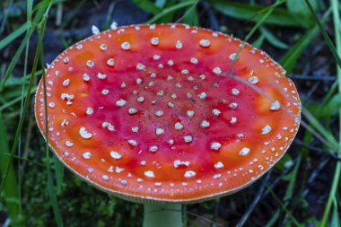 Sonbahar ormanındaki çimlerin üzerinde kızıl sinek (Amanita muscaria). Ormanda büyüyen zehirli bir mantar..