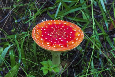 Sonbahar ormanındaki çimlerin üzerinde kızıl sinek (Amanita muscaria). Ormanda büyüyen zehirli bir mantar..